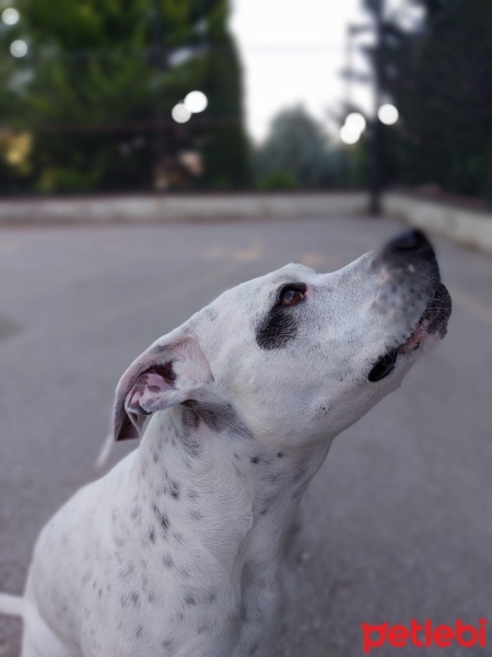 Dogo Arjantin, Köpek  Benek fotoğrafı