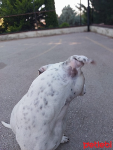 Dogo Arjantin, Köpek  Benek fotoğrafı
