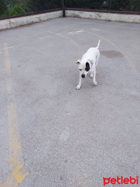 Dogo Arjantin, Köpek  Benek fotoğrafı