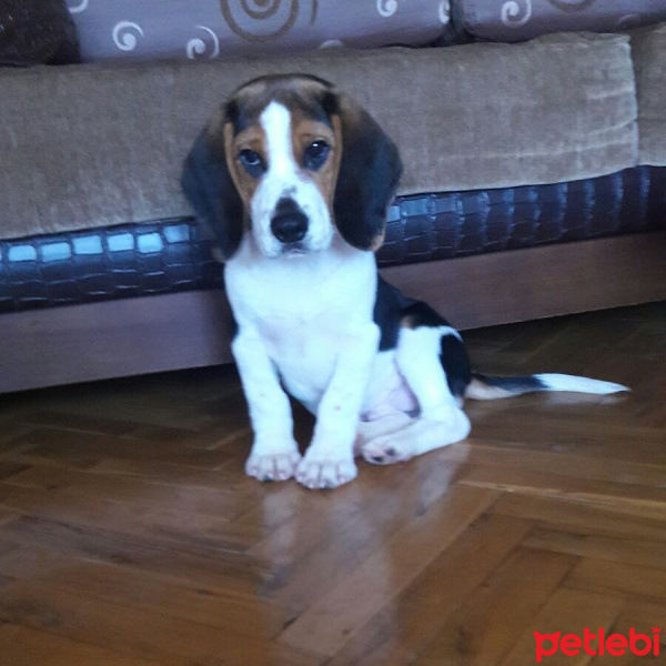 Beagle, Köpek  Tarçın fotoğrafı