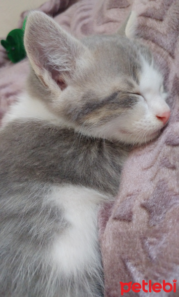 Tekir Kedi, Kedi  Ponçik fotoğrafı