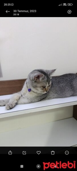 British Shorthair, Kedi  British fotoğrafı