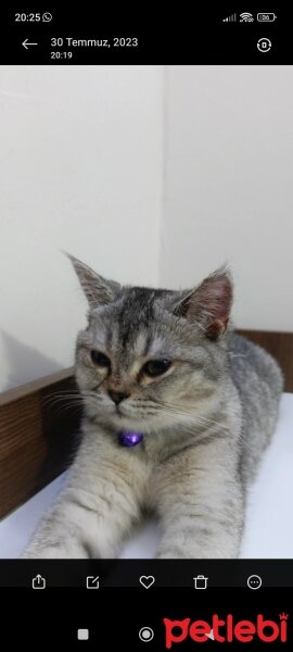 British Shorthair, Kedi  British fotoğrafı