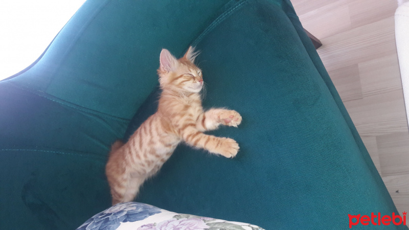 Tekir Kedi, Kedi  Lokum fotoğrafı
