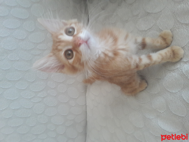 Tekir Kedi, Kedi  Lokum fotoğrafı