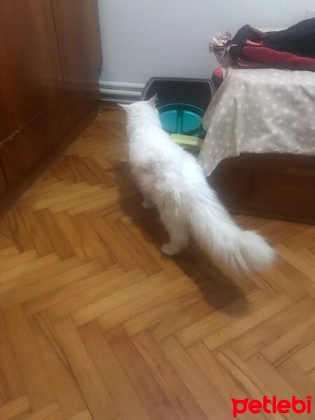 Ankara Kedisi, Kedi  PIKTICAN fotoğrafı