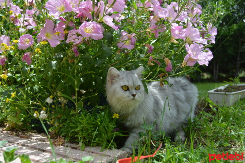 British Longhair, Kedi  Sufle fotoğrafı