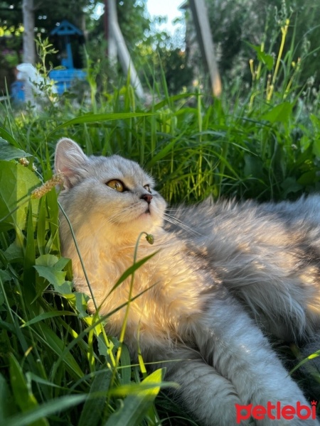 British Longhair, Kedi  Sufle fotoğrafı