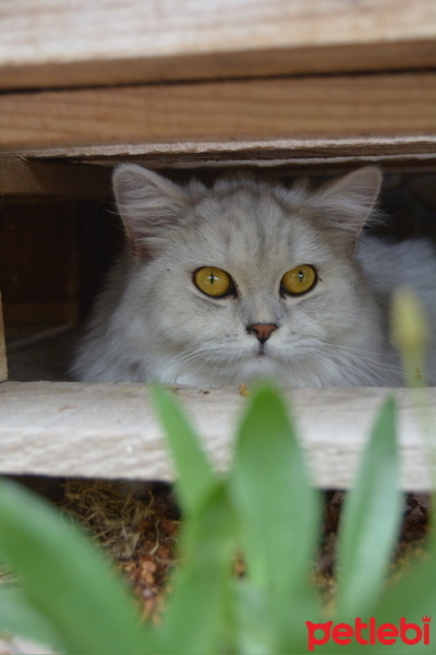British Longhair, Kedi  Sufle fotoğrafı