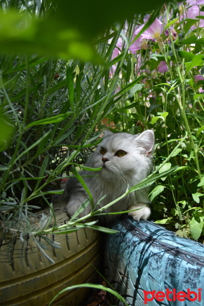 British Longhair, Kedi  Sufle fotoğrafı