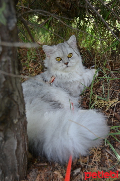 British Longhair, Kedi  Sufle fotoğrafı