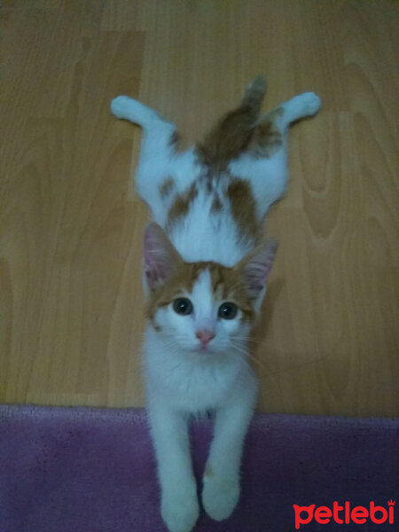 Tekir Kedi, Kedi  SİSİ fotoğrafı