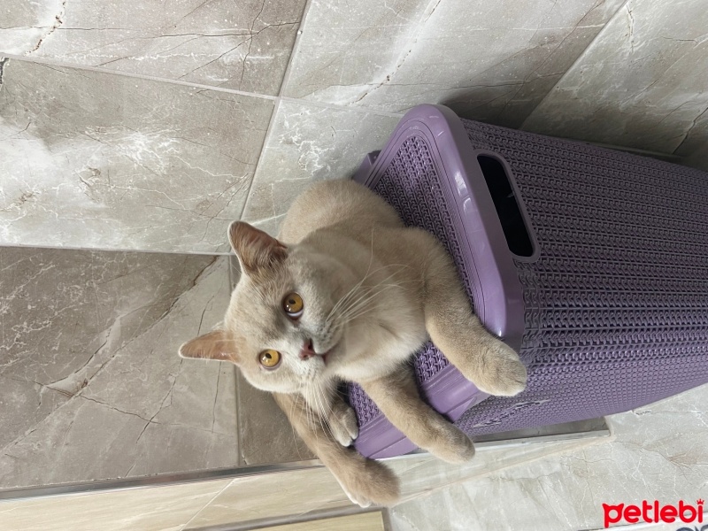 British Shorthair, Kedi  Tarçın fotoğrafı