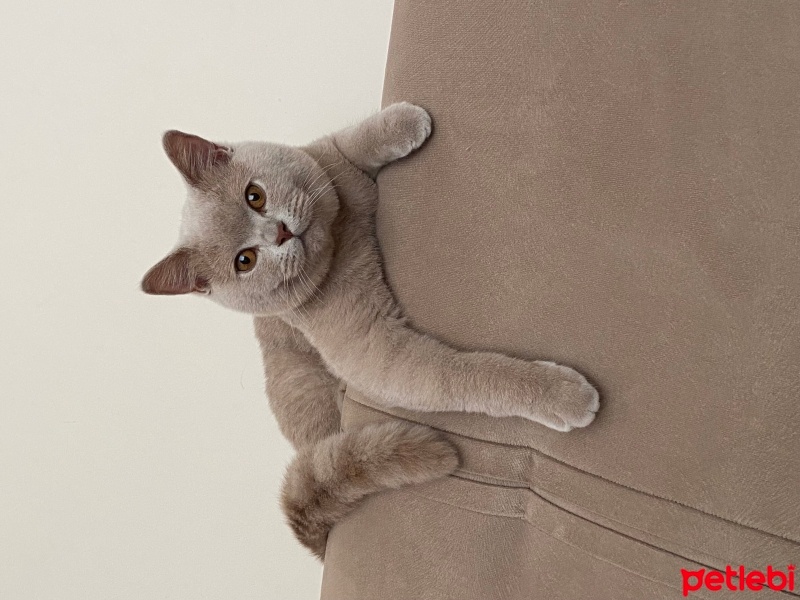 British Shorthair, Kedi  Tarçın fotoğrafı