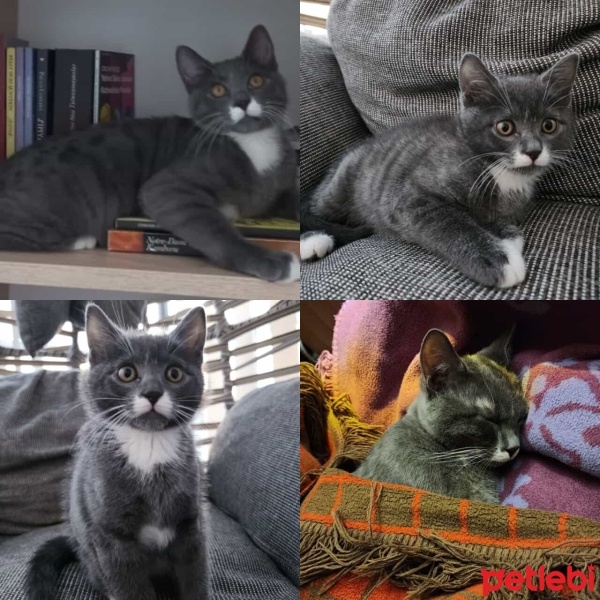 Mavi Rus, Kedi  Bulut fotoğrafı