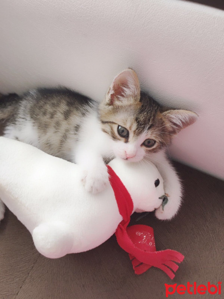 Tekir Kedi, Kedi  YUMOŞ fotoğrafı