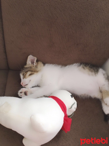 Tekir Kedi, Kedi  YUMOŞ fotoğrafı