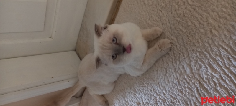 British Longhair, Kedi  Minnoş fotoğrafı