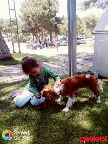 Cavalier King Charles Spanieli, Köpek  mutlu  fotoğrafı