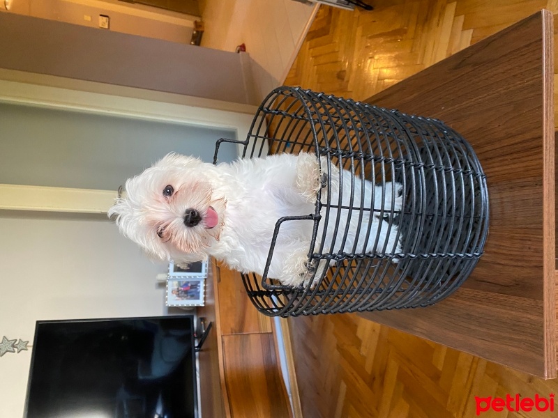 Maltese, Köpek  Pascal fotoğrafı