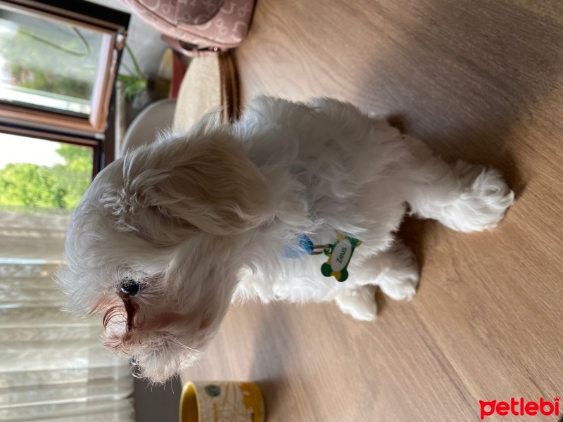 Maltese, Köpek  Pascal fotoğrafı