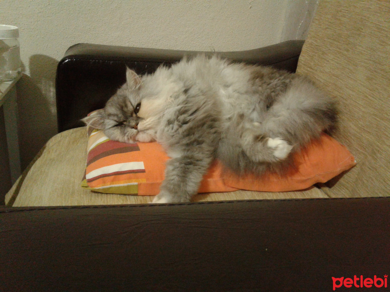 İran Kedisi (Persian), Kedi  SU fotoğrafı