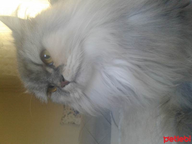 İran Kedisi (Persian), Kedi  SU fotoğrafı