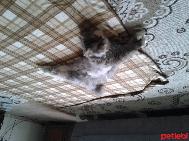 İran Kedisi (Persian), Kedi  SU fotoğrafı