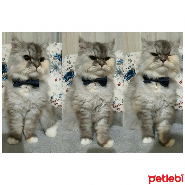 İran Kedisi (Persian), Kedi  SU fotoğrafı