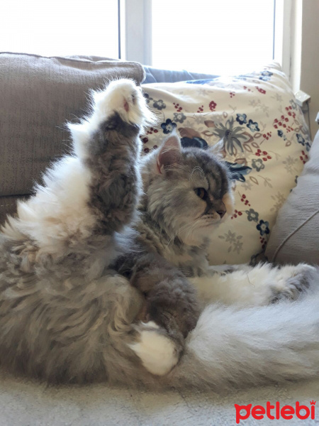 İran Kedisi (Persian), Kedi  SU fotoğrafı