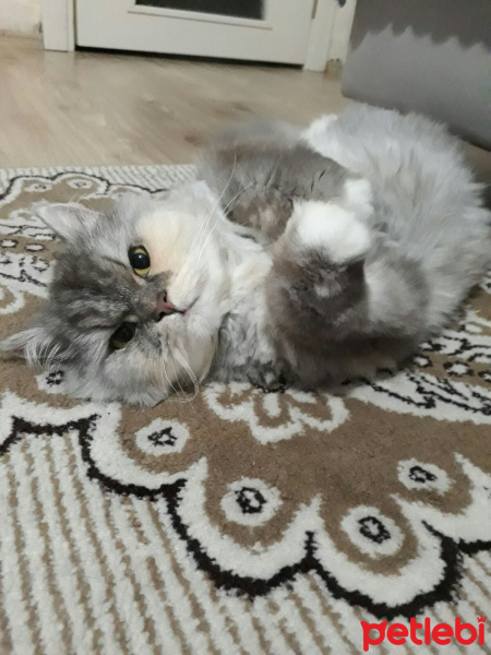 İran Kedisi (Persian), Kedi  SU fotoğrafı