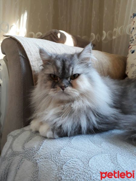 İran Kedisi (Persian), Kedi  SU fotoğrafı