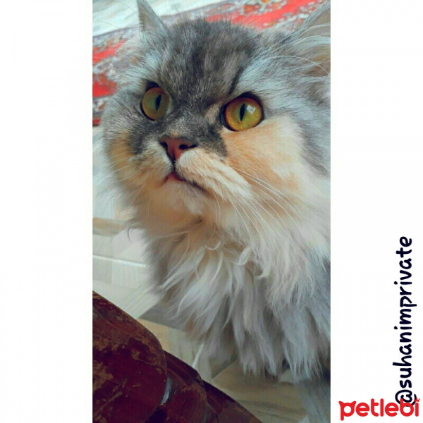 İran Kedisi (Persian), Kedi  SU fotoğrafı