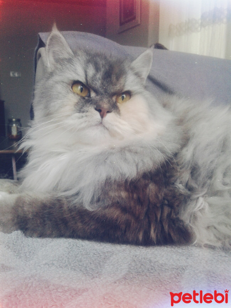 İran Kedisi (Persian), Kedi  SU fotoğrafı