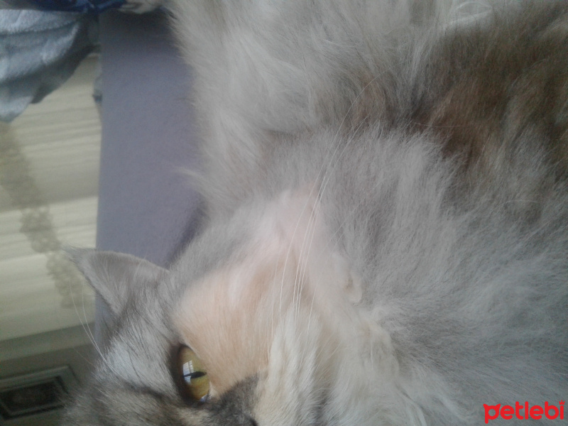 İran Kedisi (Persian), Kedi  SU fotoğrafı