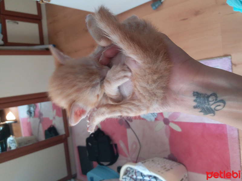 Tekir Kedi, Kedi  bal fotoğrafı