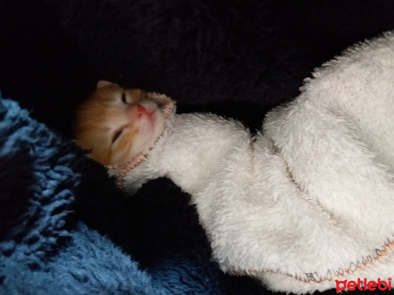 Tekir Kedi, Kedi  bal fotoğrafı