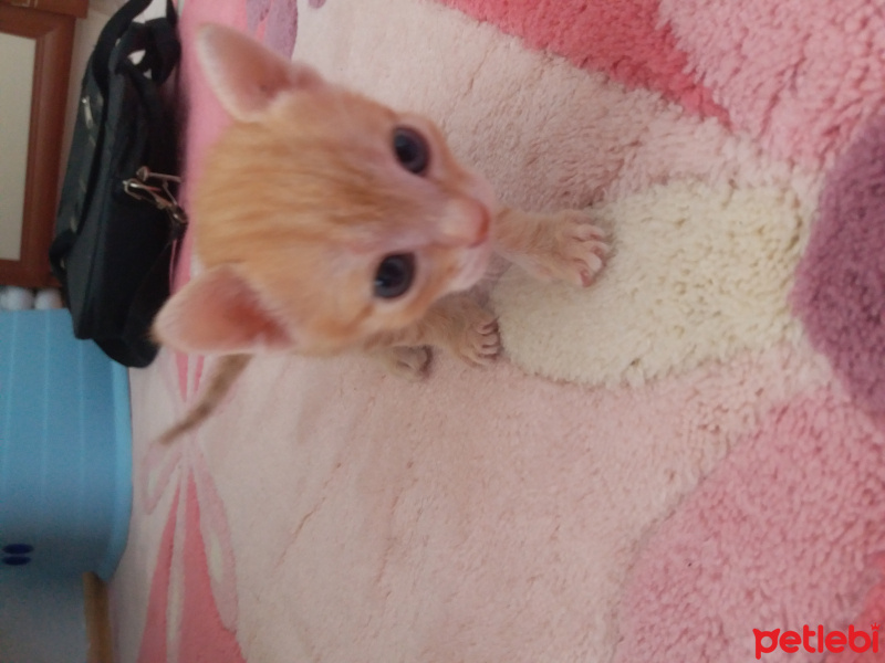Tekir Kedi, Kedi  bal fotoğrafı