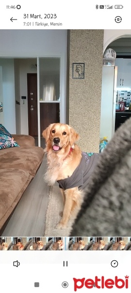 Golden Retriever, Köpek  Ares fotoğrafı