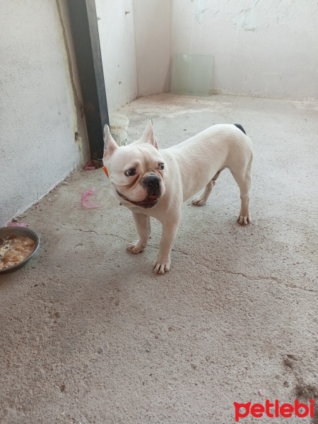 Fransız Bulldog, Köpek  Zeus fotoğrafı