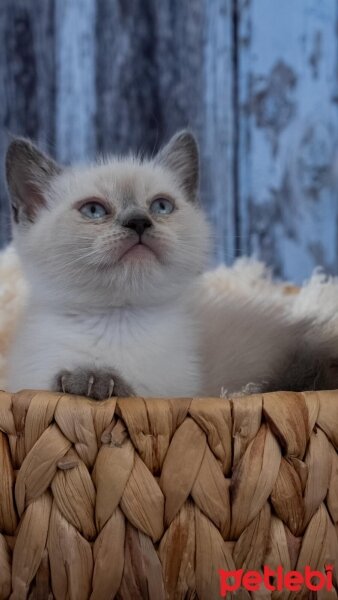 British Shorthair, Kedi  British shorthair bluepoint fotoğrafı