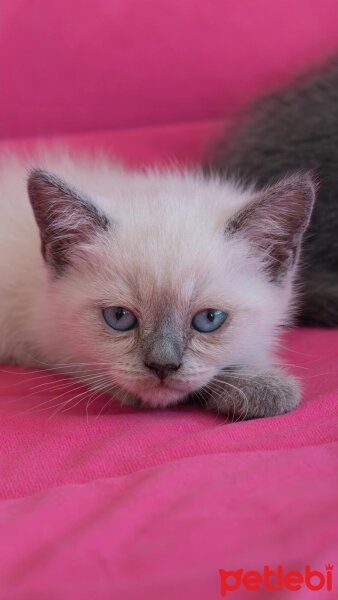 British Shorthair, Kedi  British shorthair bluepoint fotoğrafı