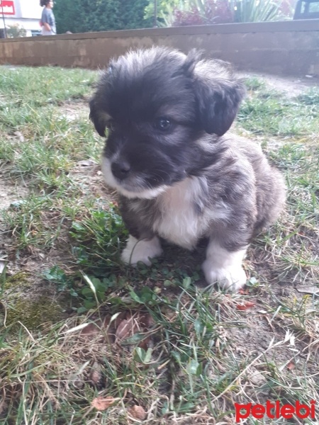 Maltese, Köpek  Terrier fotoğrafı