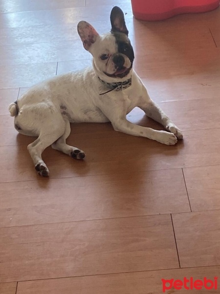 Fransız Bulldog, Köpek  CEKU fotoğrafı