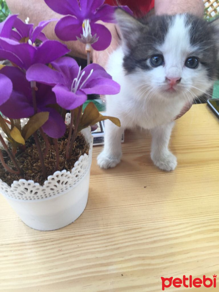 Ankara Kedisi, Kedi  Şukufe fotoğrafı
