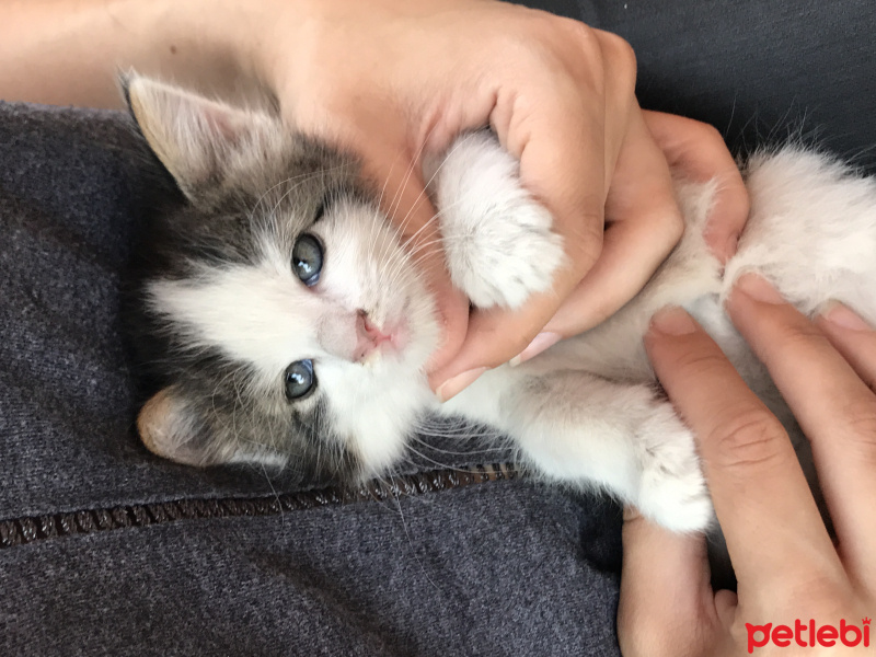 Ankara Kedisi, Kedi  Şukufe fotoğrafı