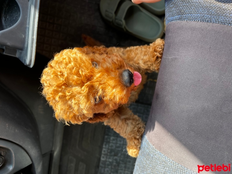 Poodle(Standart Kaniş), Köpek  Mandalina fotoğrafı