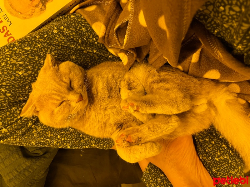 Scottish Fold, Kedi  Toscar fotoğrafı