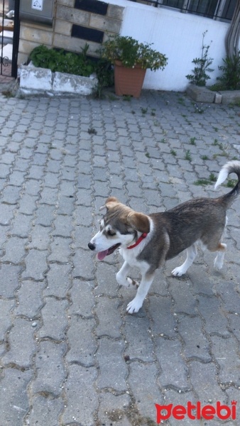 Sibirya Kurdu (Husky), Köpek  Foxy fotoğrafı