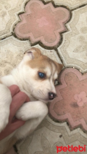 Sibirya Kurdu (Husky), Köpek  Foxy fotoğrafı